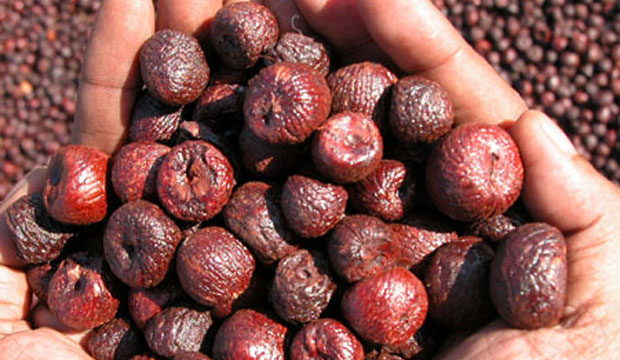 ಅಕ್ರಮ ಅಡಿಕೆ ಸಾಗಾಟ ಪ್ರಕರಣ: 2.10 ಕೋ.ರೂ. ಮೌಲ್ಯದ ಅಡಿಕೆ ವಶ