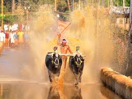 ​ಐಕಳ ಕಂಬಳ ರದ್ದು