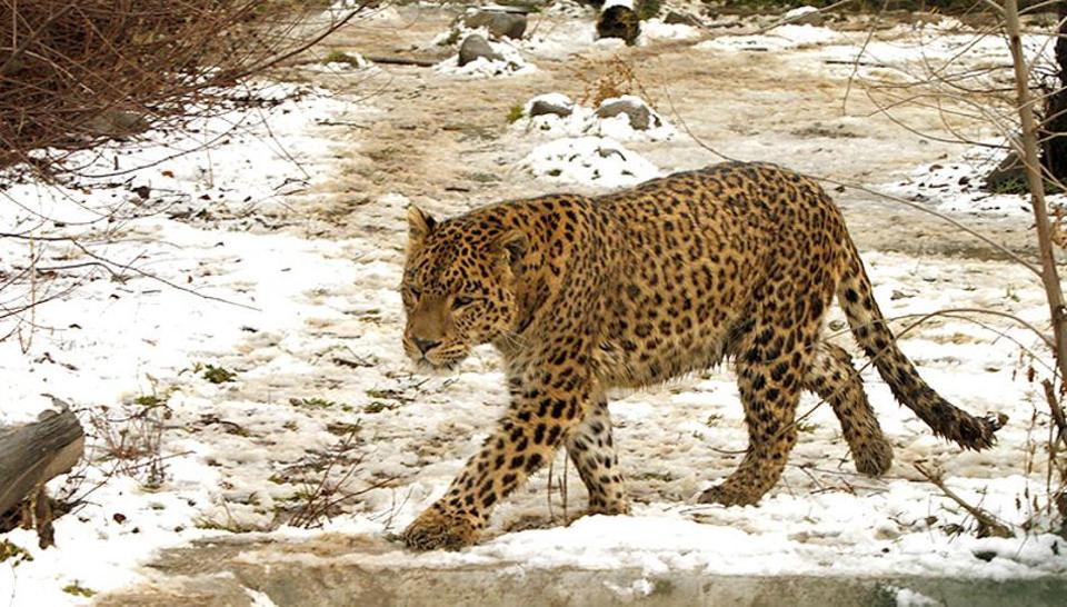 ಬೀಫ್ ಅಭಾವ: ಉತ್ತರಾಖಂಡದ ಚಿರತೆಗಳಿಗೆ ಈಗ ಕೋಳಿಮಾಂಸವೇ ಗತಿ!