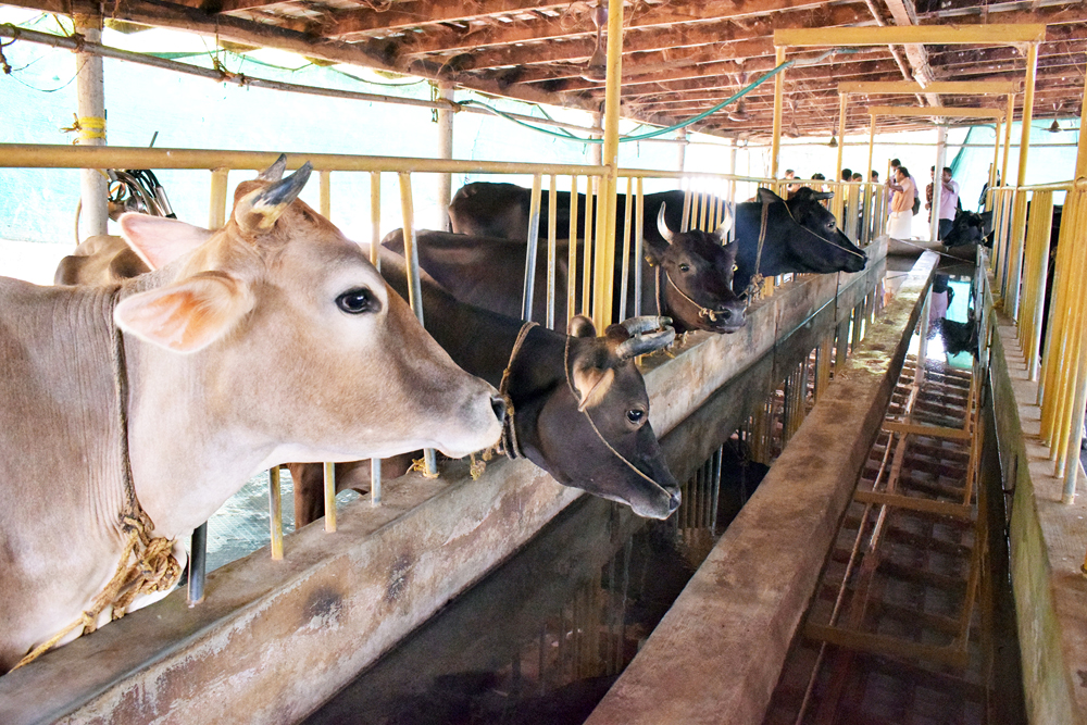 ಚಾಲಕ ವೃತ್ತಿಯಿಂದ ಸಾವಯವ ಕೃಷಿಯತ್ತ!