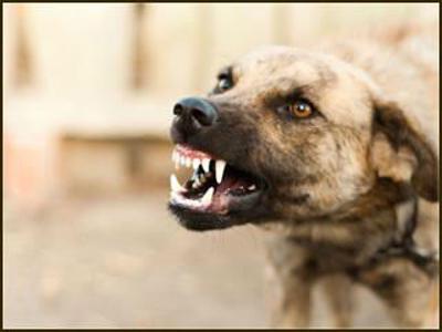 ವೃದ್ಧೆಯನ್ನು ಕೊಂದ ಬೀದಿ ನಾಯಿಗಳು