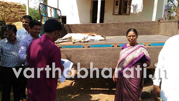 ಬಲವಂತವಾಗಿ ಗೋ ಶಾಲಾ ಜಾನುವಾರುಗಳನ್ನು ಹೊರದಬ್ಬುತ್ತಿದ್ದಾರೆಯೇ ಇಲ್ಲಿನ ತಹಶೀಲ್ದಾರ್..?