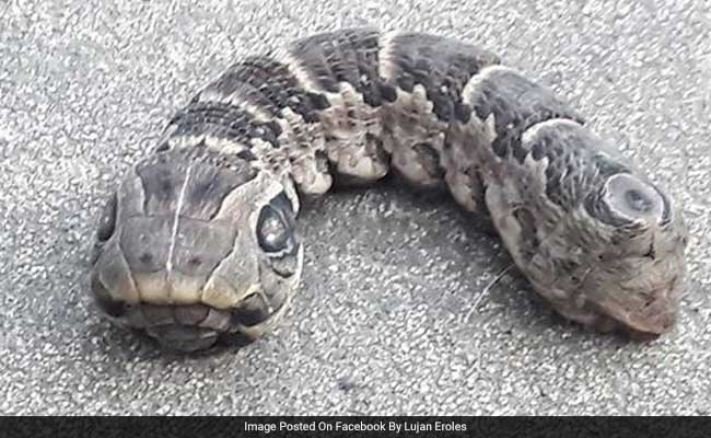 ವಿಚಿತ್ರ ಪ್ರಾಣಿಯ ಫೋಟೋ, ವೀಡಿಯೋ ಸಾಮಾಜಿಕ ತಾಣದಲ್ಲಿ ವೈರಲ್