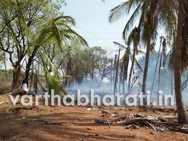ಆಕಸ್ಮಿಕ ವಿದ್ಯುತ್ ಸ್ಪಷ೯ ತೆಂಗಿನ ಮರಗಳು ಭಸ್ಮ