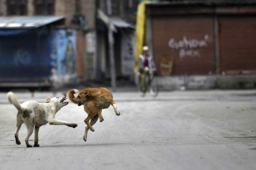 ಬೀದಿ ನಾಯಿಗಳಿಗೆ ಆಹಾರವಾದ ಸರಕಾರಿ ಆಸ್ಪತ್ರೆಗೆ ದಾಖಲಾಗಿದ್ದ ವೃದ್ದೆ