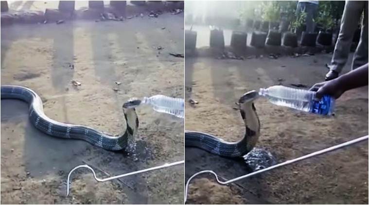 ಬಾಯಾರಿಕೆಯಿಂದ ಬಳಲುತ್ತಿದ್ದ ಕಾಳಿಂಗ ಸರ್ಪ ಬಾಟ್ಲಿ ನೀರು ಕುಡಿಯಿತು!