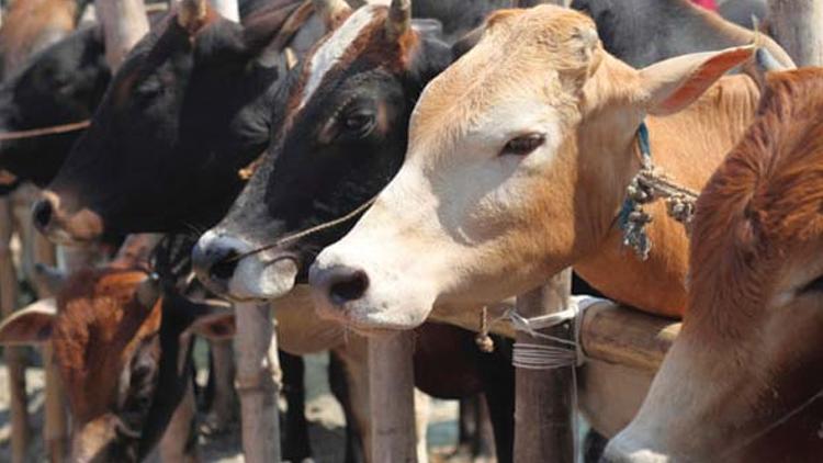 ಗುಜರಾತ್‌ನಲ್ಲಿ ದನವನ್ನು ಕೊಂದರೆ ಜೀವಾವಧಿ ಶಿಕ್ಷೆ!