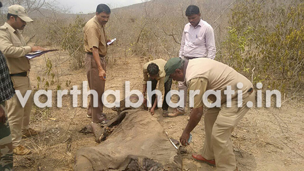 ಬಂಡೀಪುರ: ಹುಲಿ ದಾಳಿಗೆ ಆನೆ ಮರಿ ಬಲಿ