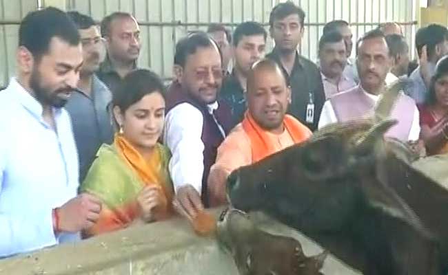 ಮುಲಾಯಂ ಪುತ್ರನ ಆಹ್ವಾನ: ಗೋಶಾಲೆಗೆ ಸಿಎಂ ಆದಿತ್ಯನಾಥ್ ಭೇಟಿ