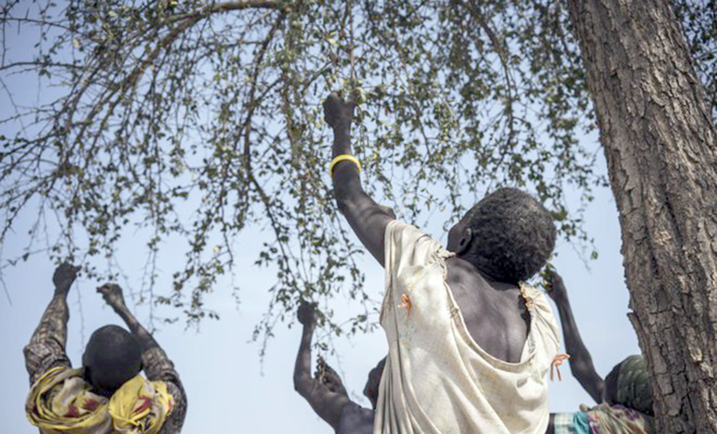 ದಕ್ಷಿಣ ಸುಡಾನ್ ಕ್ಷಾಮ : ಎಲೆಗಳನ್ನು ತಿಂದು ಬದುಕುತ್ತಿರುವ ಜನರು