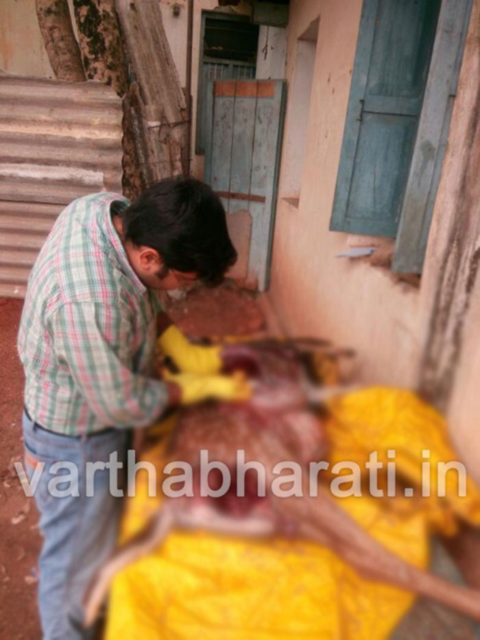 ನಾಯಿಗಳ ದಾಳಿಗೊಳಗಾಗಿ ಜಿಂಕೆ ಸಾವು