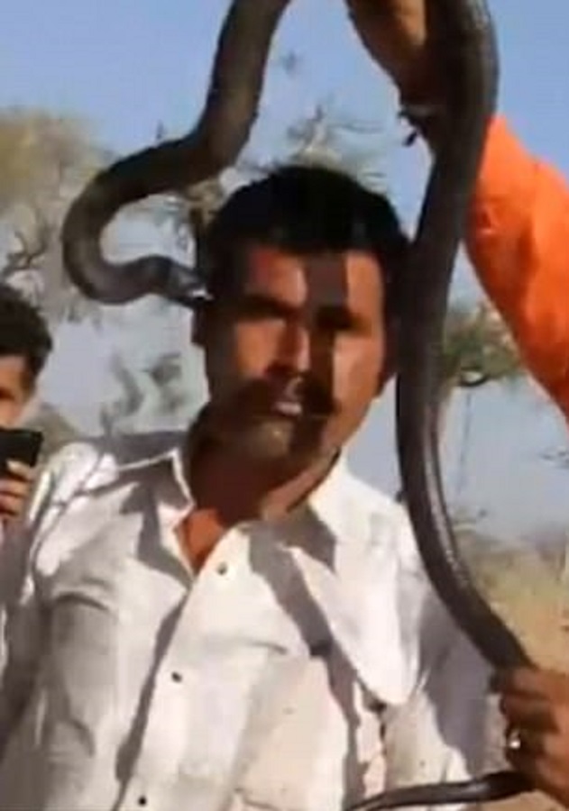 ನಾಗರಹಾವಿನೊಂದಿಗೆ ಸೆಲ್ಫಿ ತೆಗೆದುಕೊಂಡ ಪ್ರವಾಸಿಗ. ಮತ್ತೇನಾಯಿತು ನೋಡಿ