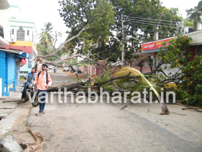 ​ಮಂಡ್ಯ: ಬಿರುಗಾಳಿಗೆ ನೆಲಕ್ಕುರುಳಿದ ಮರ, ಮೇಲ್ಛಾವಣಿಗಳು