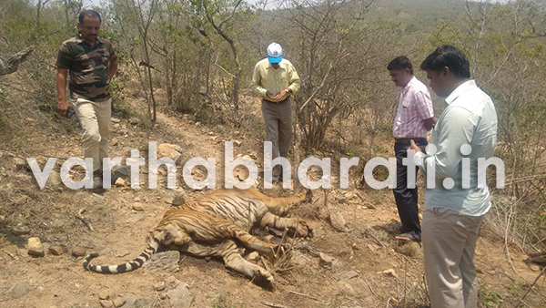 ಬಂಡೀಪುರ ರಾಷ್ಟ್ರೀಯ ಉದ್ಯಾನದಲ್ಲಿ ಅನಾರೋಗ್ಯದಿಂದ ಹುಲಿ ಸಾವು