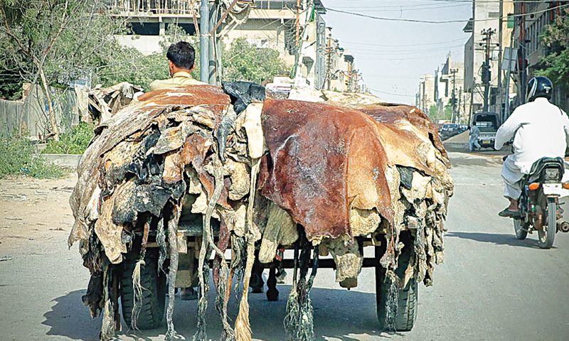 ದೇಶದಲ್ಲಿ ಪಶುಗಳ ಚರ್ಮ ಸಾಗಣೆಗೆ ಅಡ್ಡಿ: ಚರ್ಮ ರಫ್ತು ಮಾಡುವ ಸಂಸ್ಥೆಗಳು ಸಂಕಷ್ಟದಲ್ಲಿ