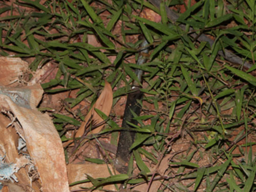 ಕೊಲೆಯತ್ನಕ್ಕೆ ಕಾರಣವಾದ ಕೌಟುಂಬಿಕ ಕಲಹ: ಮೂವರಿಗೆ ಗಾಯ