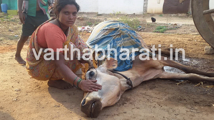 ಮುಗ್ಗಲು ಮೇವು ಸೇವನೆ: ಹಸುಗಳ ಸರಣಿ ಸಾವು