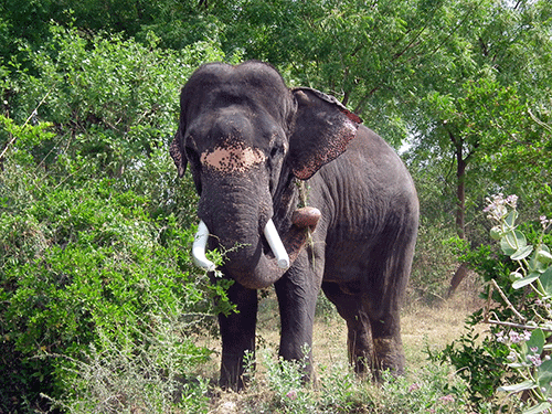 ಹುಲಿ ಗಣತಿ ಬಳಿಕ ಆನೆ ಗಣತಿಗೆ ಸಿದ್ಧವಾದ ಅರಣ್ಯ ಇಲಾಖೆ