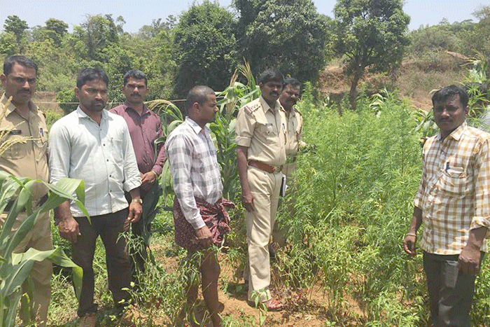ಅಕ್ರಮವಾಗಿ ಬೆಳೆದಿದ್ದ 15ಸಾವಿರ ರೂ. ಮೌಲ್ಯದ ಗಾಂಜಾ.
