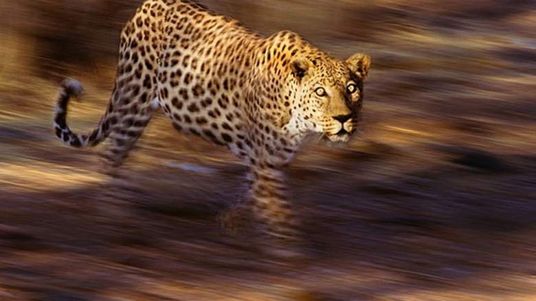 ವಿಮಾನ ನಿಲ್ದಾಣದ ರನ್-ವೇ ಯಲ್ಲಿ ಕಾಣಿಸಿಕೊಂಡ ಚಿರತೆ