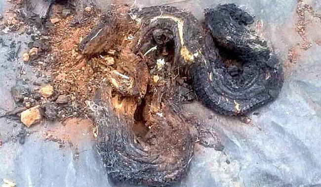 ಬೃಹತ್ ಹೆಬ್ಬಾವನ್ನು ಗುಂಡಿಕ್ಕಿ ಕೊಂದು, ತುಂಡು ತುಂಡು ಮಾಡಿ ಹೂತರು...!