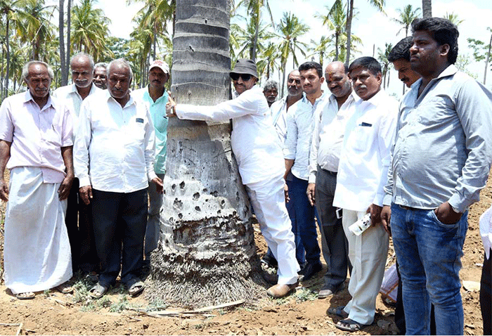 ತೆಂಗಿನ ಮರ ಅಪ್ಪಿದ ವಾಟಾಳ್ ನಾಗರಾಜ್