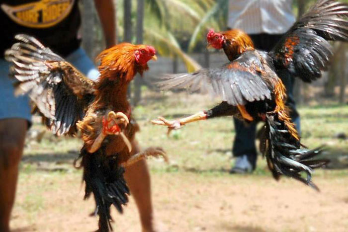 ಕೋಳಿ ಅಂಕಕ್ಕೆ ದಾಳಿ: 28 ಮಂದಿಯ ಬಂಧನ