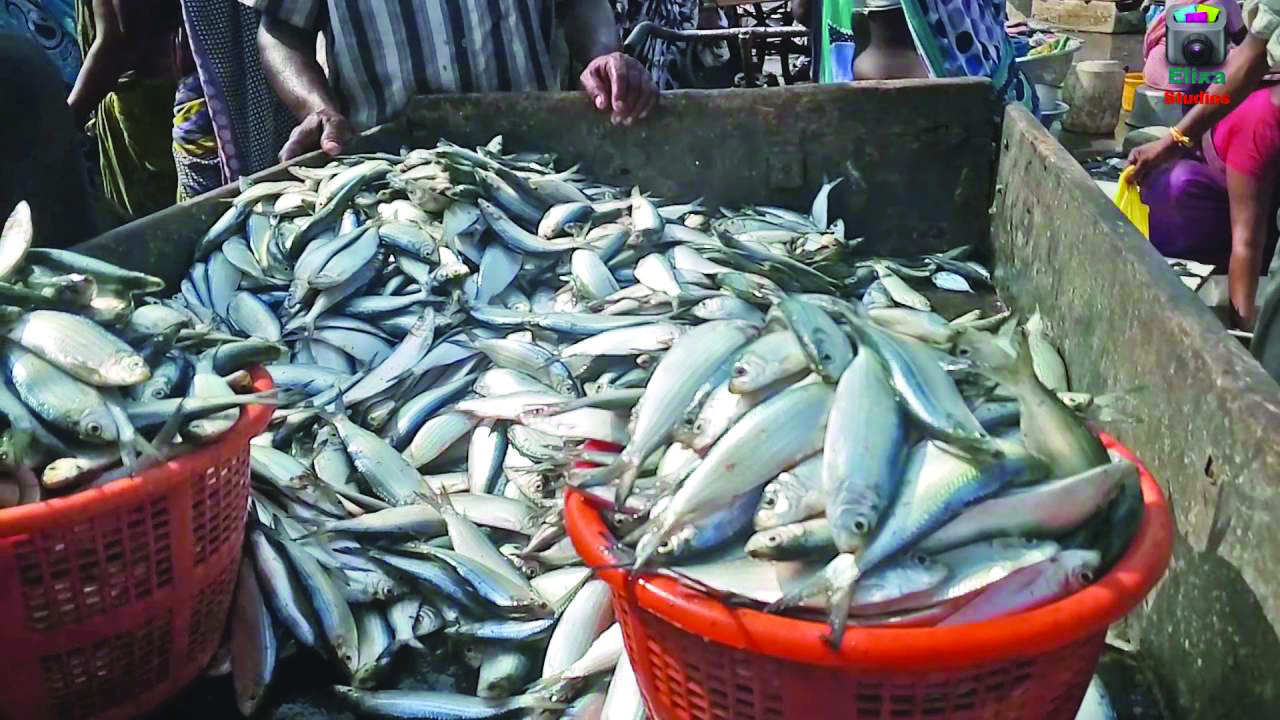 ಬಂಗಾಳ ದಲ್ಲಿ ಹುಟ್ಟಿಕೊಂಡ ಮೀನು ರಾಜಕೀಯ!