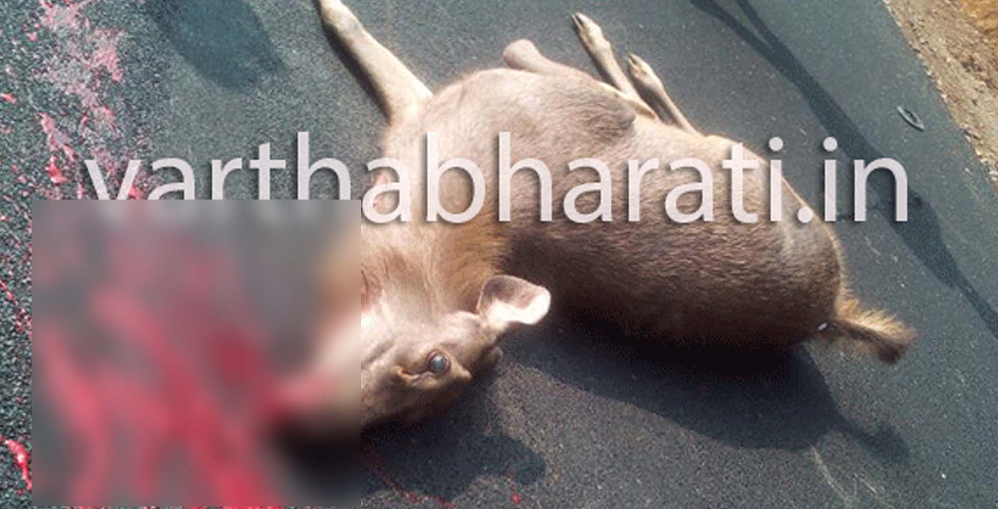 ಹೆದ್ದಾರಿಗೆ ಬಂದ ಕಡವೆ ಕಾರಿಗೆ ಢಿಕ್ಕಿಯಾಗಿ ಸಾವು, ಕಾರು ಜಖಂ