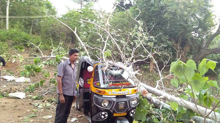 ​ಮರ ಉರುಳಿ ಬಿದ್ದು ಆಟೋ ರಿಕ್ಷಾ ಜಖಂ