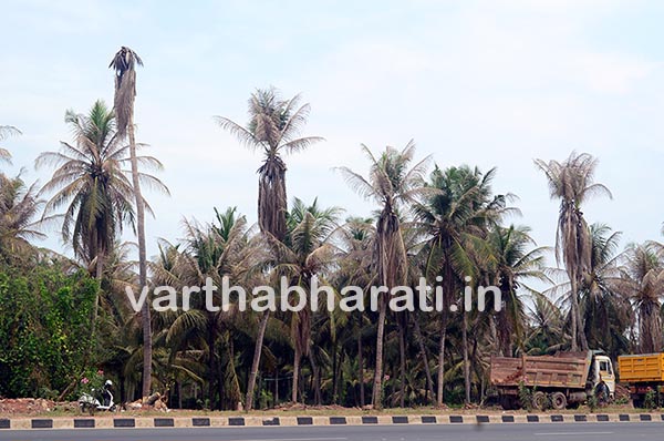 ಕರಾವಳಿಯಲ್ಲಿ ತೆಂಗಿನ ತೋಟಗಳಿಗೆ ಮಾರಕವಾದ ಕಪ್ಪು ತಲೆಹುಳ ;ಉಳ್ಳಾಲ ಪರಿಸರದಲ್ಲಿ ಅಪಾರ ಹಾನಿ.....