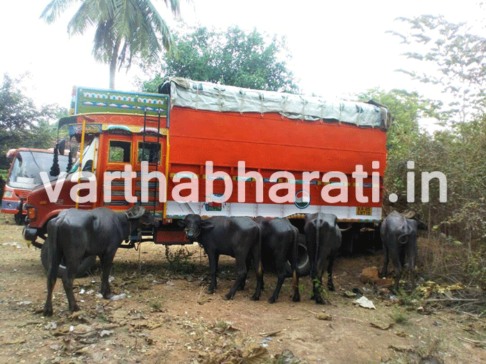 ಅಕ್ರಮ ಜಾನುವಾರು ಸಾಗಾಟ: ಮೂವರ ಬಂಧನ