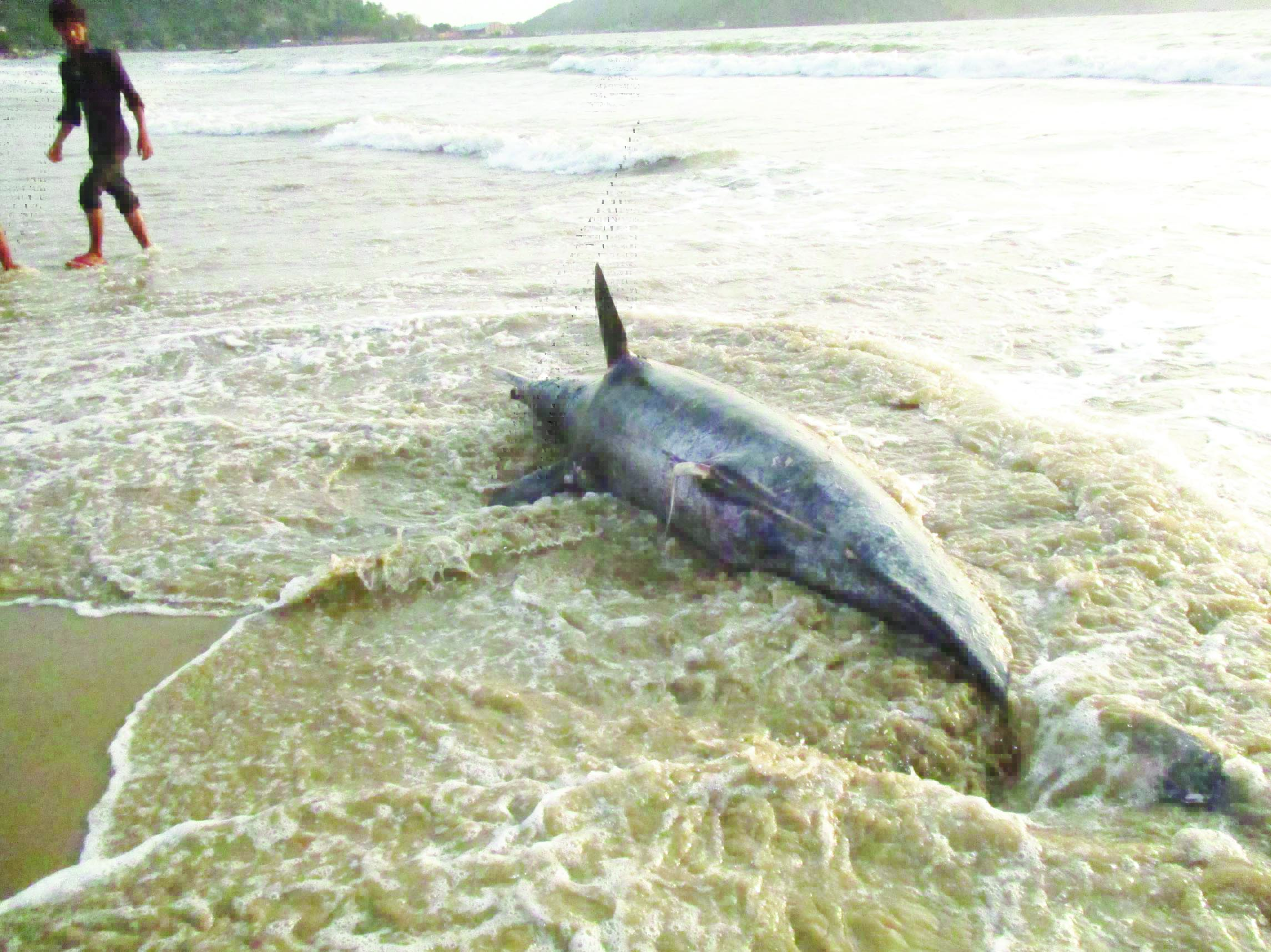 ಕಾರವಾರ: ಡಾಲ್ಫಿನ್  ಮೃತದೇಹ ಪತ್ತೆ