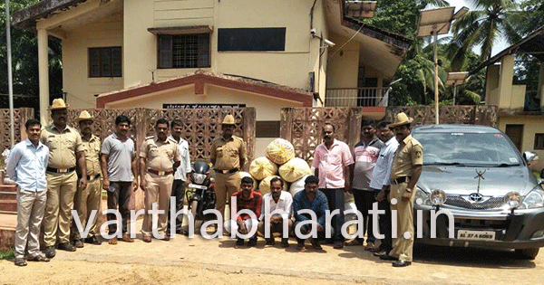 ಬೆಳ್ತಂಗಡಿ: ಅಡಿಕೆ ಕಳವು ಜಾಲ ಬಯಲಿಗೆ; ಮೂವರ ಬಂಧನ