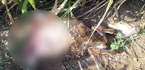 ಚಿರತೆ ದಾಳಿಗೆ ಕುರಿ ಬಲಿ: ಗ್ರಾಮಸ್ಥರಲ್ಲಿ ಆತಂಕ