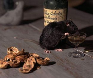 9 ಲಕ್ಷ ಲೀಟರ್ ಮದ್ಯ ಕುಡಿದ ಆ ಇಲಿಗಳ ಗತಿ ಏನಾಗಿರಬೇಡ?