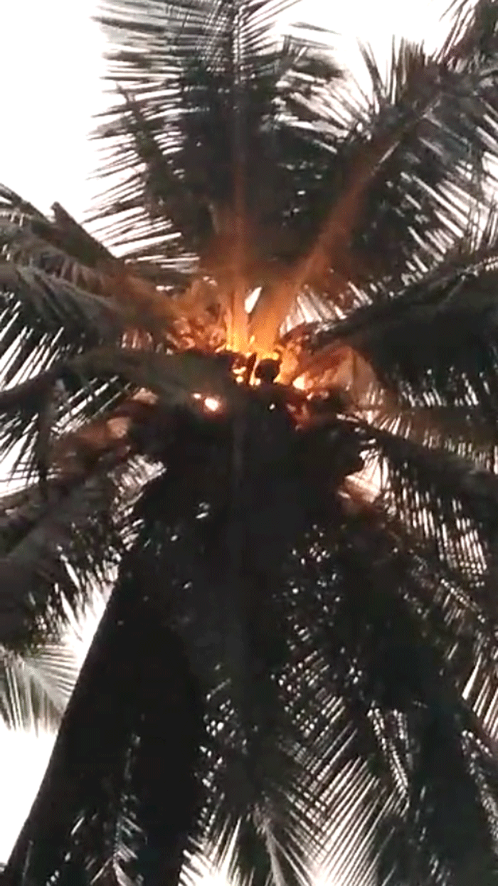 ಸಿಡಿಲು ಬಡಿದು ತೆಂಗಿನಮರಕ್ಕೆ ಬೆಂಕಿ