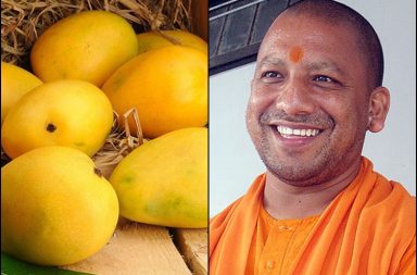ಉತ್ತರ ಪ್ರದೇಶದಲ್ಲೀಗ ‘ಯೋಗಿ’ ಮಾವಿನಹಣ್ಣು