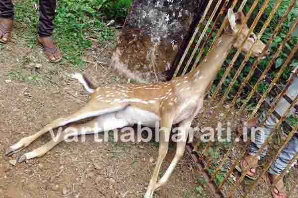 ಗೇಟಿಗೆ ಸಿಲುಕಿ ಜಿಂಕೆ ಸಾವು