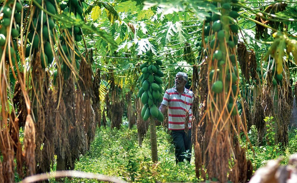 ಓರ್ವ ನೆಜ ಹಸಿರು ಕಾರ್ಯಕರ್ತ ಕೈಲಾಶ್ ಮೂರ್ತಿ