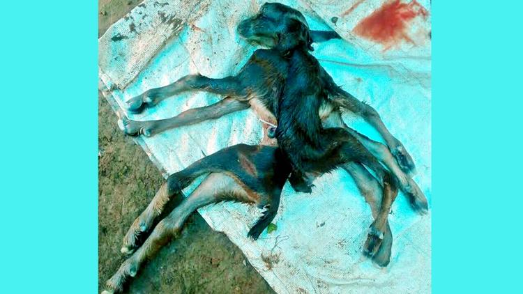 ಕೇರಳದಲ್ಲಿ ಅಷ್ಟಪದಿ ಆಡಿನ ಮರಿ ಜನನ