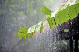 ಮಲೆನಾಡಿನಲ್ಲಿ ಮತ್ತೆ ಚುರುಕುಗೊಂಡ ಮುಂಗಾರು ಮಳೆ