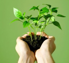 ಸಸಿ ನೆಡುವ ಹೆಸರಲ್ಲಿ ಭ್ರಷ್ಟಾಚಾರ?