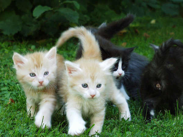 ಏನಿದು ಪೆಟ್ ಇನ್ಶೂರನ್ಸ್? ಭಾರತದಲ್ಲಿ ಯಾವ ಕಂಪನಿಗಳು ಇದನ್ನು ನೀಡುತ್ತಿವೆ?