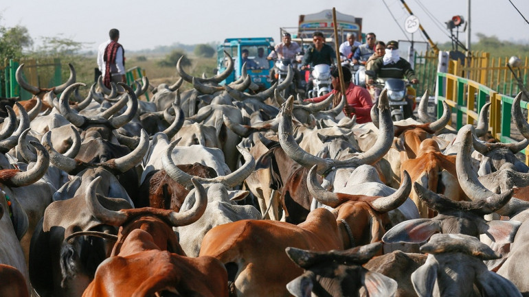 ಜಾನುವಾರು ವ್ಯಾಪಾರ ನಿಷೇಧದಿಂದ ಅರ್ಥವ್ಯವಸ್ಥೆಗೆ ಹಾನಿ: ಮಿಝೋರಂ ಸಂಸದ
