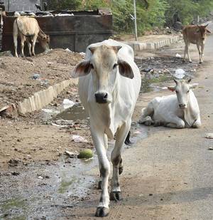 ಪ.ಬಂಗಾಲ: ಗೋಕಳ್ಳತನದ ಆರೋಪದಲ್ಲಿ ಮೂವರು ವ್ಯಕ್ತಿಗಳನ್ನು ಥಳಿಸಿ ಹತ್ಯೆ