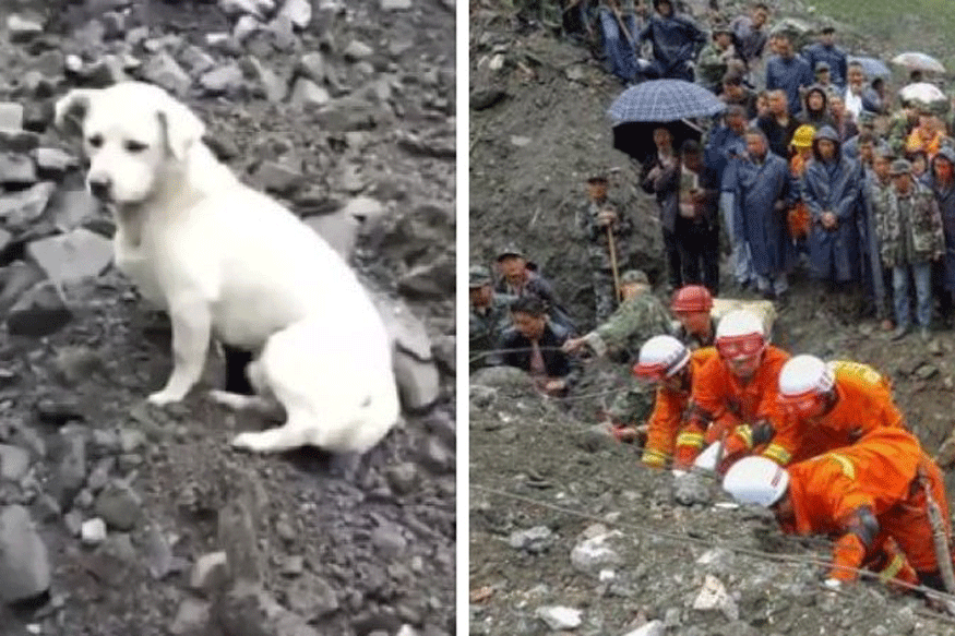 ಚೀನಾದಲ್ಲಿ ಭೂಕುಸಿತ: ಮಾಲಕನಿಗಾಗಿ ನಾಯಿಮರಿ ಹುಡುಕಾಟ