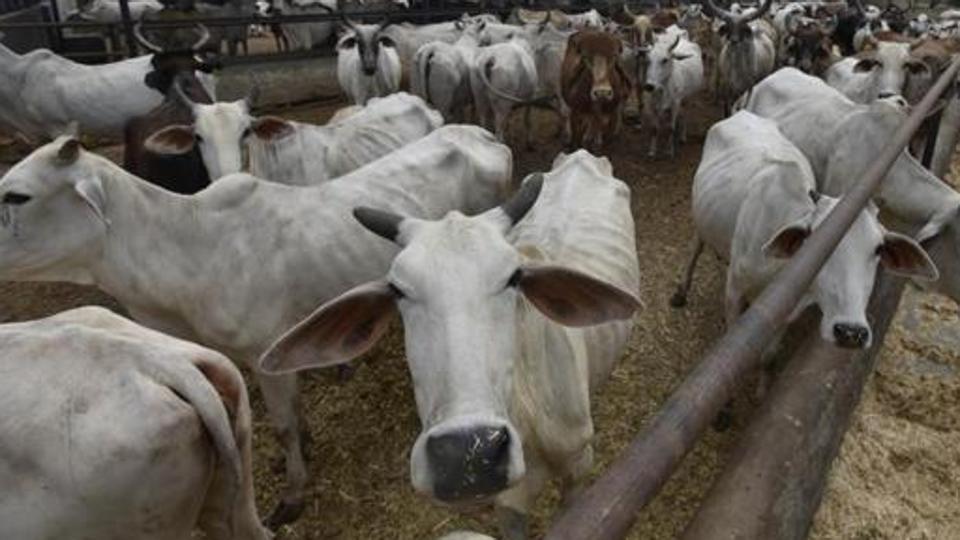 2010ರಿಂದೀಚಿಗೆ ಗೋಸಂಬಂಧಿ ಹಿಂಸಾಚಾರದಲ್ಲಿ ಕೊಲ್ಲಲ್ಪಟ್ಟವರು ಎಷ್ಟು ?