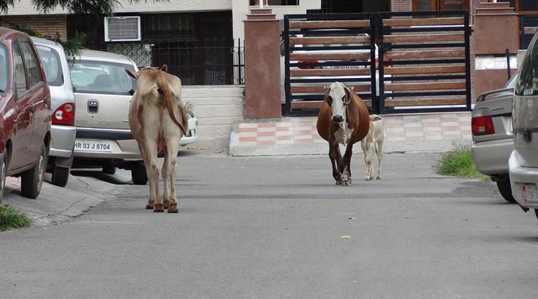 ದನವನ್ನು ರಕ್ಷಣೆ ಮಾಡುವ ಯತ್ನದಲ್ಲಿ ಮಹಿಳೆಯನ್ನು ಬಲಿ ತೆಗೆದ ಪೊಲೀಸ್ ಜೀಪ್