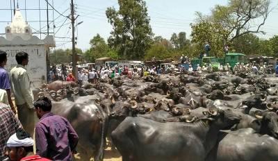 ದಾಳಿಗೆ ಬಂದಿದ್ದ ಅಧಿಕಾರಿಗಳ ವಿರುದ್ಧ ಎಮ್ಮೆಗಳನ್ನು ‘ಛೂ’ಬಿಟ್ಟ ಡೇರಿ ಮಾಲಕರು